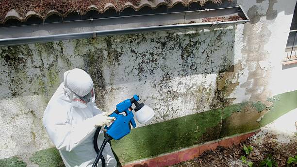 Top rated local Attic Mold Removal specialists in Everett, MA